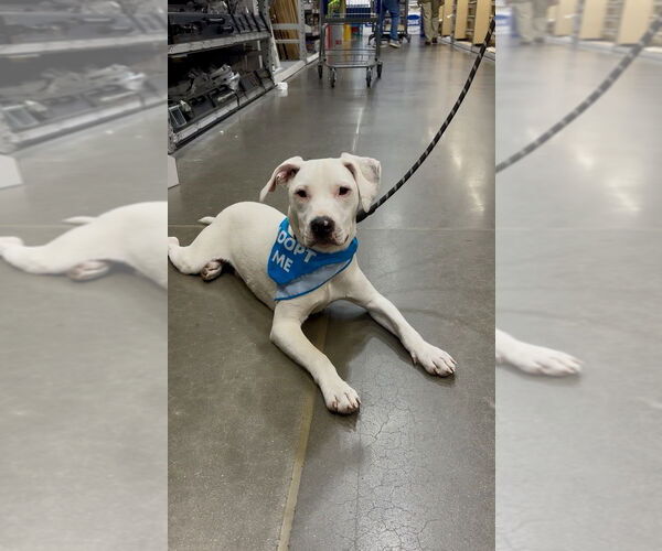 Medium Photo #27 American Pit Bull Terrier-Unknown Mix Puppy For Sale in Mooresville, NC, USA