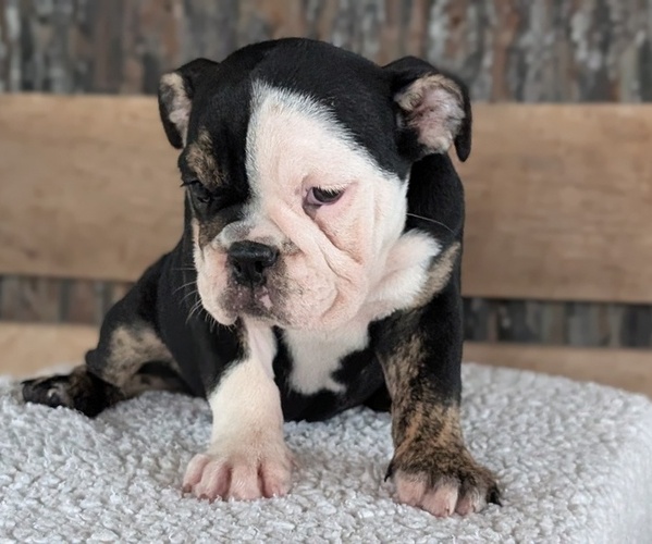 Medium Photo #5 English Bulldog Puppy For Sale in GOSHEN, IN, USA