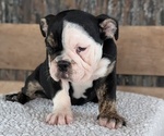 Small #4 English Bulldog