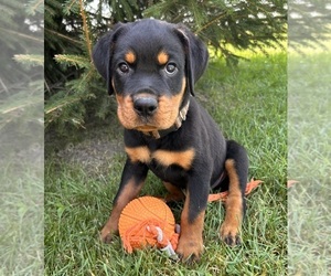 Rottweiler Puppy for sale in MIDDLEBURY, IN, USA