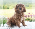 Small #5 Cavapoo (Miniature)