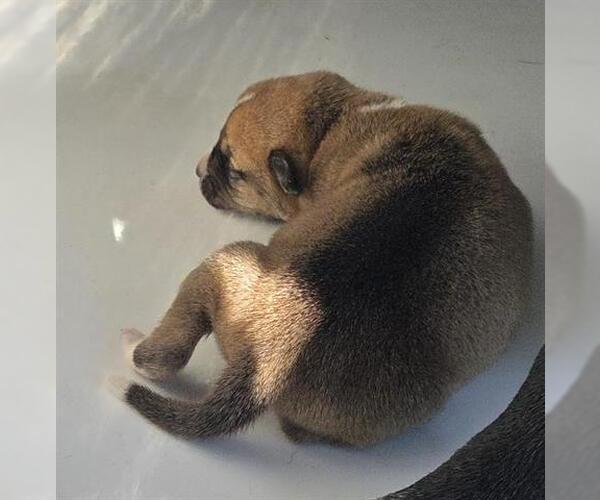 Medium Photo #1 Catahoula Leopard Dog-Unknown Mix Puppy For Sale in Houston, TX, USA