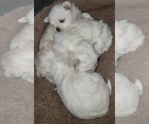 Maltese Dog for Adoption in ROYAL OAKS, California USA