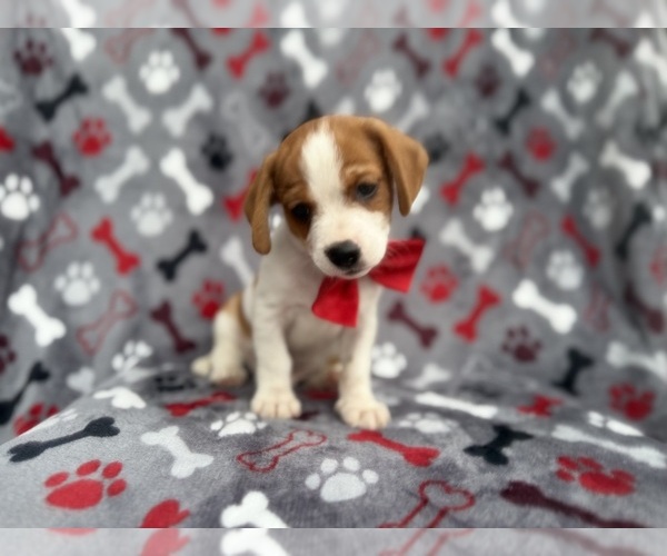 Medium Photo #2 Cavalier King Charles Spaniel-Jack Russell Terrier Mix Puppy For Sale in LAKELAND, FL, USA
