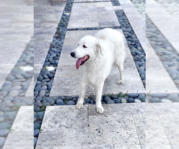 Medium Photo #11 Great Pyrenees Puppy For Sale in Spring, TX, USA