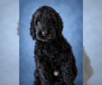 Puppy Johnny Goldendoodle