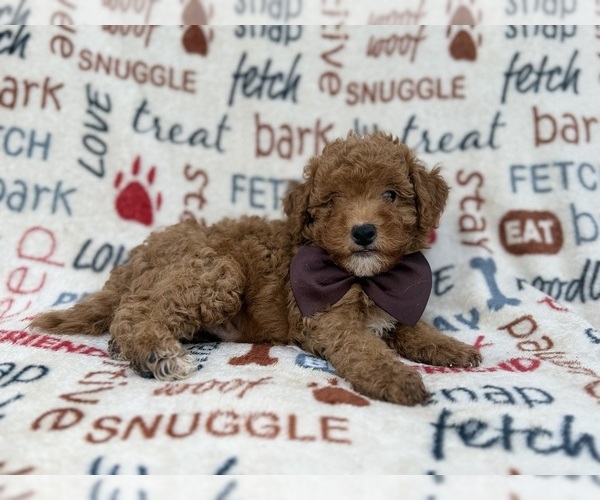 Medium Photo #1 Cavapoo (Miniature) Puppy For Sale in LAKELAND, FL, USA