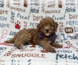 Cavapoo (Miniature) Puppy for sale in LAKELAND, FL, USA