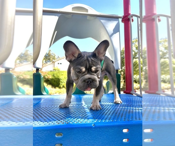 Medium Photo #3 French Bulldog Puppy For Sale in KANSAS CITY, MO, USA