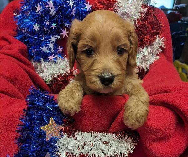 Medium Photo #7 Goldendoodle Puppy For Sale in SEBEKA, MN, USA