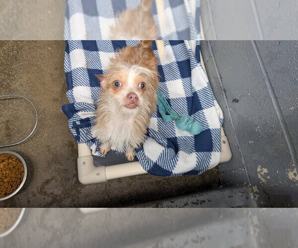 Medium Photo #4 Chihuahua Puppy For Sale in Evansville, IN, USA