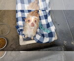 Small #3 Chihuahua