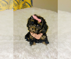 Cockapoo (Toy) Puppy for sale in BLUE SPRINGS, MO, USA
