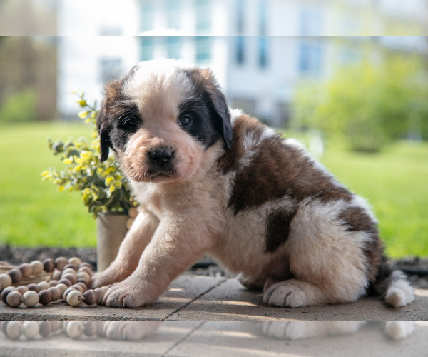 Medium Photo #22 Saint Bernard Puppy For Sale in WEST FARMINGTON, OH, USA