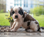 Small Photo #22 Saint Bernard Puppy For Sale in WEST FARMINGTON, OH, USA