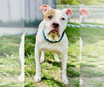 Small #1 American Pit Bull Terrier Mix