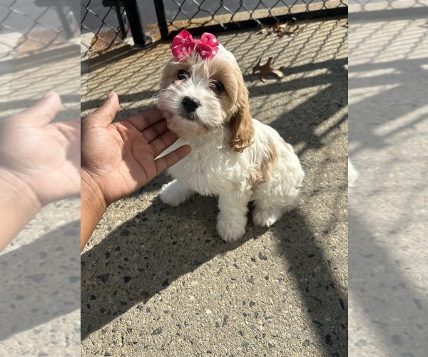 Medium Photo #1 Cavapoo Puppy For Sale in RANDOLPH, MA, USA