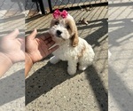 Small Photo #1 Cavapoo Puppy For Sale in RANDOLPH, MA, USA