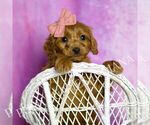 Small Photo #55 Cavapoo (Miniature) Puppy For Sale in WARSAW, IN, USA