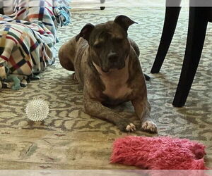 Princess - Female Staffordshire Bull Terrier-Unknown Mix Dog for Adoption - Photo #6