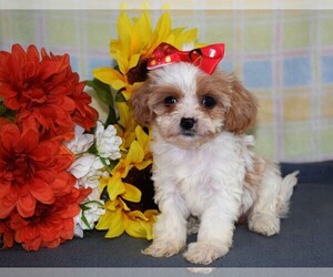 Cavapoo Puppy for sale in BARNESVILLE, KS, USA