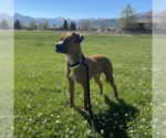 Small #2 Boston Terrier-Boxer Mix
