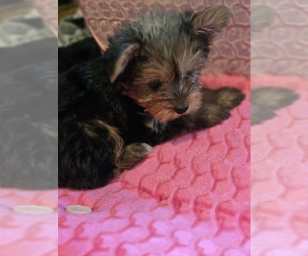 Medium Photo #20 Yorkshire Terrier Puppy For Sale in AKRON, OH, USA
