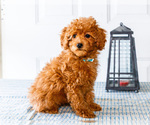 Small Photo #21 Poodle (Toy) Puppy For Sale in WAKARUSA, IN, USA