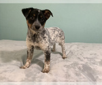 Puppy 3 Australian Cattle Dog-Border Collie Mix