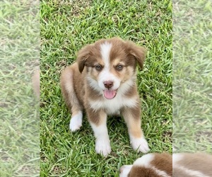 Australian Shepherd Puppy for sale in MIDDLESEX, NC, USA
