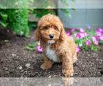 Small #3 Poodle (Miniature)
