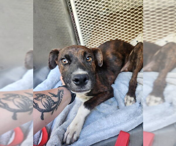 Medium Photo #1 Mutt Puppy For Sale in Bakersfield, CA, USA