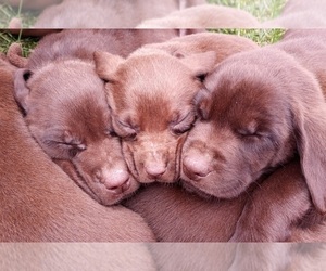 Labrador Retriever Puppy for Sale in WEAVERVILLE, North Carolina USA