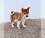 Small Photo #3 Shiba Inu Puppy For Sale in TEMECULA, CA, USA