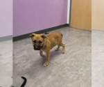Small #3 German Shepherd Dog Mix