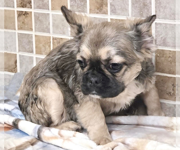 Medium Photo #1 French Bulldog Puppy For Sale in ATLANTA, GA, USA