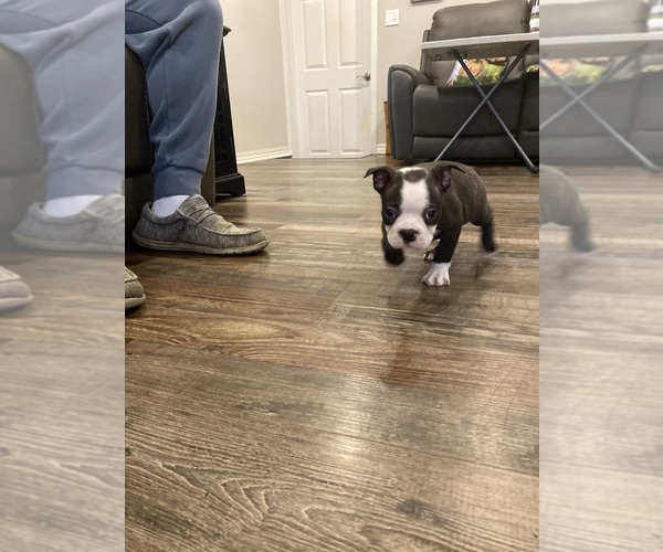 Medium Photo #10 Boston Terrier Puppy For Sale in FREDONIA, KS, USA
