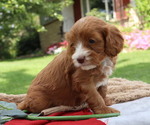Small Photo #13 Cavapoo Puppy For Sale in THORP, WI, USA