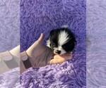 Puppy Milk Shake Pomeranian