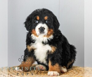Medium Bernese Mountain Dog
