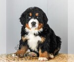 Small Bernese Mountain Dog