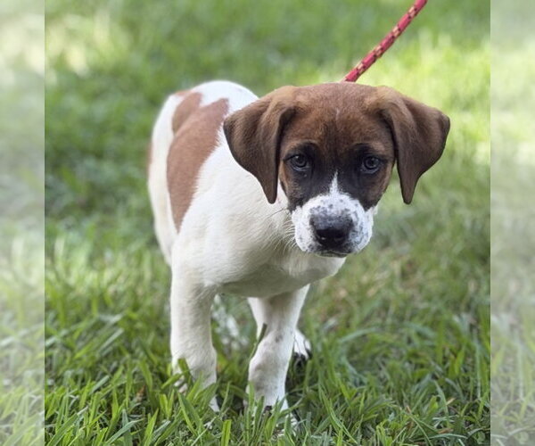 Medium Photo #4 Beagle Puppy For Sale in Yardley, PA, USA