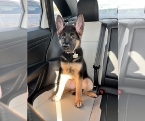 German Shepherd Dog Puppy for sale in ANTIOCH, TN, USA