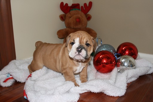 Medium Photo #1 English Bulldog Puppy For Sale in WHITE HALL, MD, USA