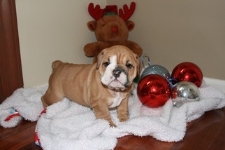 English Bulldog Puppy for sale in WHITE HALL, MD, USA
