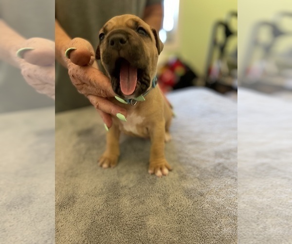Medium Photo #17 American Pit Bull Terrier Puppy For Sale in TACOMA, WA, USA
