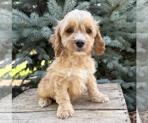 Medium Photo #3 Cockapoo (Miniature) Puppy For Sale in MIDDLEBURY, IN, USA