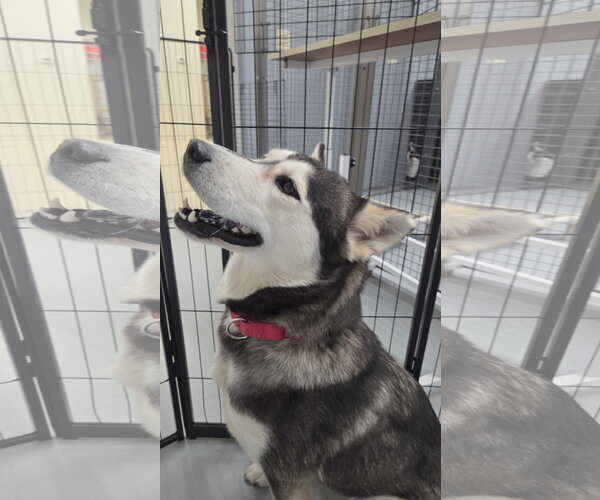 Medium Photo #3 Gerberian Shepsky Puppy For Sale in Severn, MD, USA