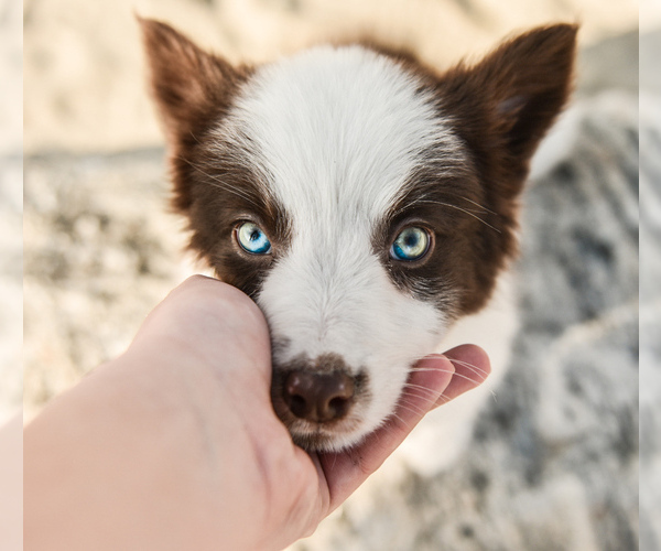 Medium Photo #37 Border Collie Puppy For Sale in STRAFFORD, MO, USA