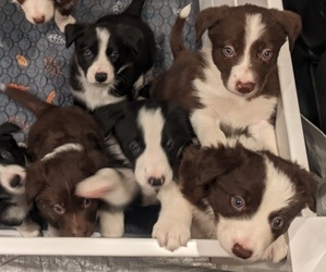 Border Collie Litter for sale in HARRISON, ID, USA